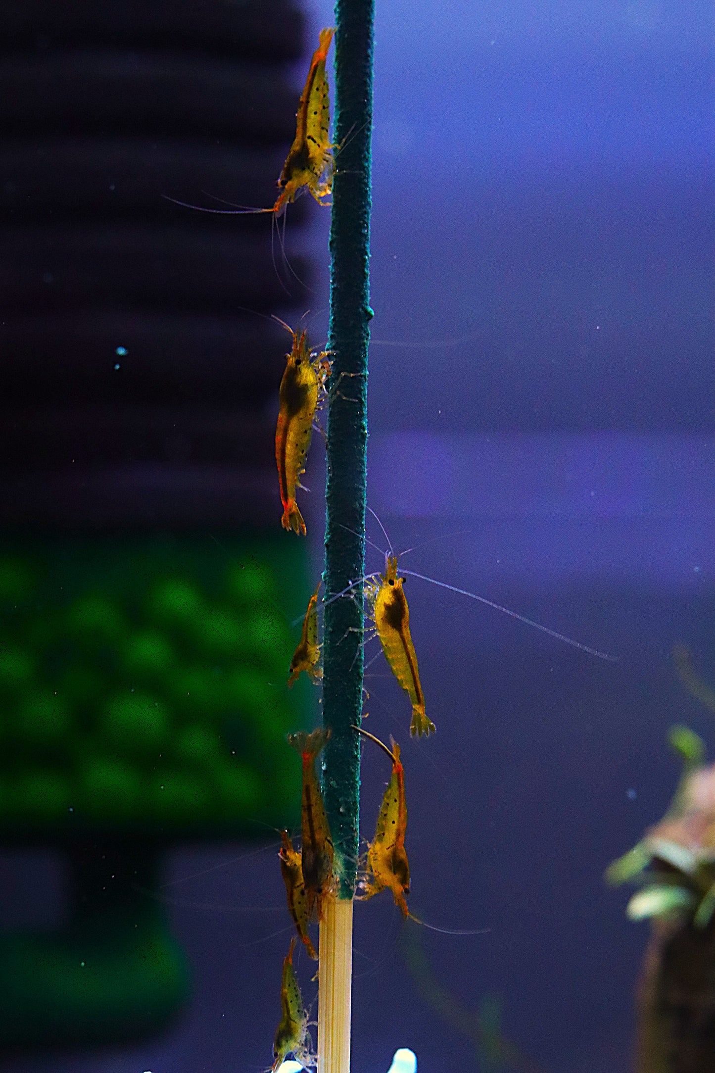 Shrimp Envy Lil' Stix